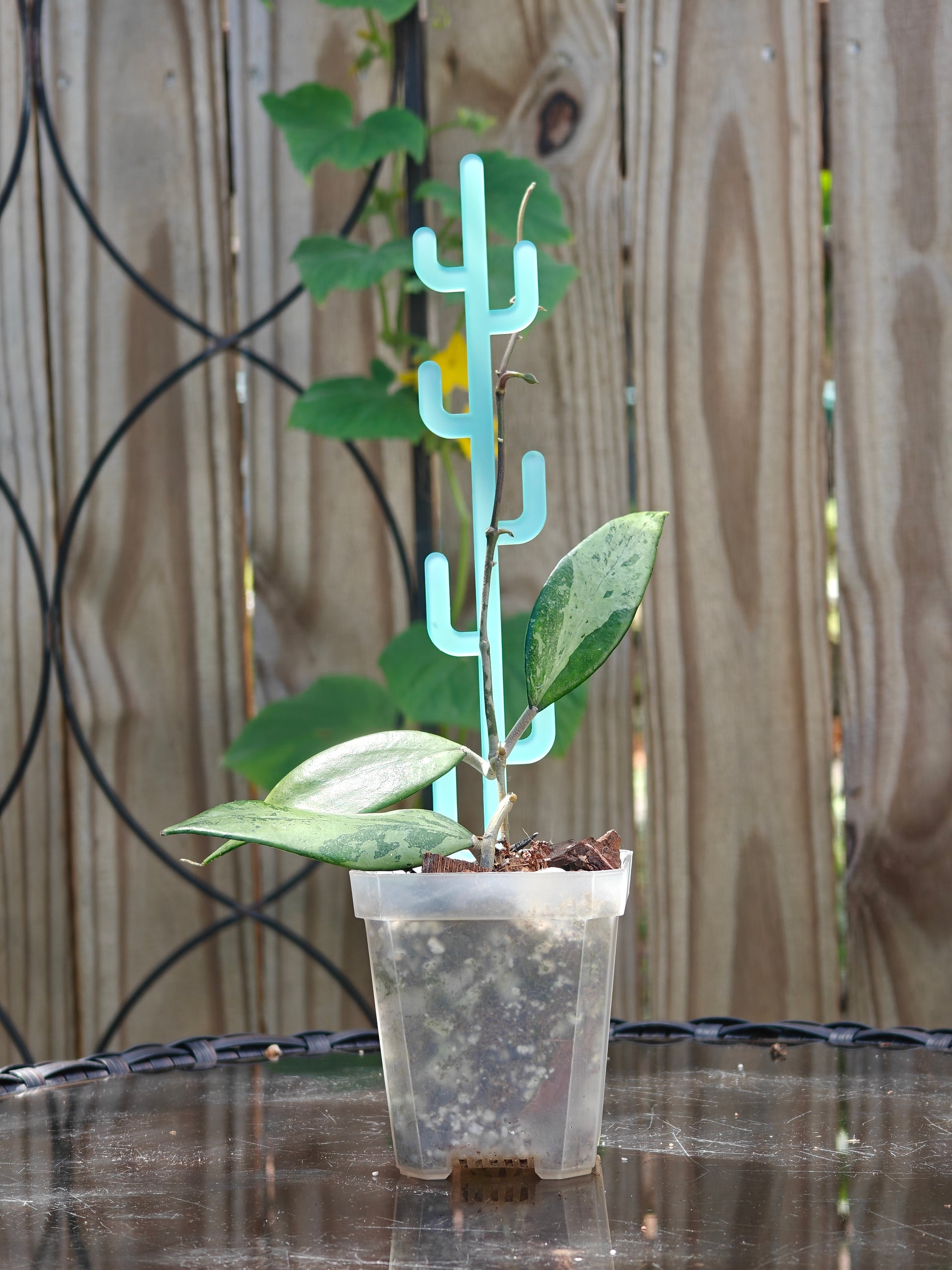 succulent trellis Cactus Acrylic Plant Trellis – Plants Pots Nice
