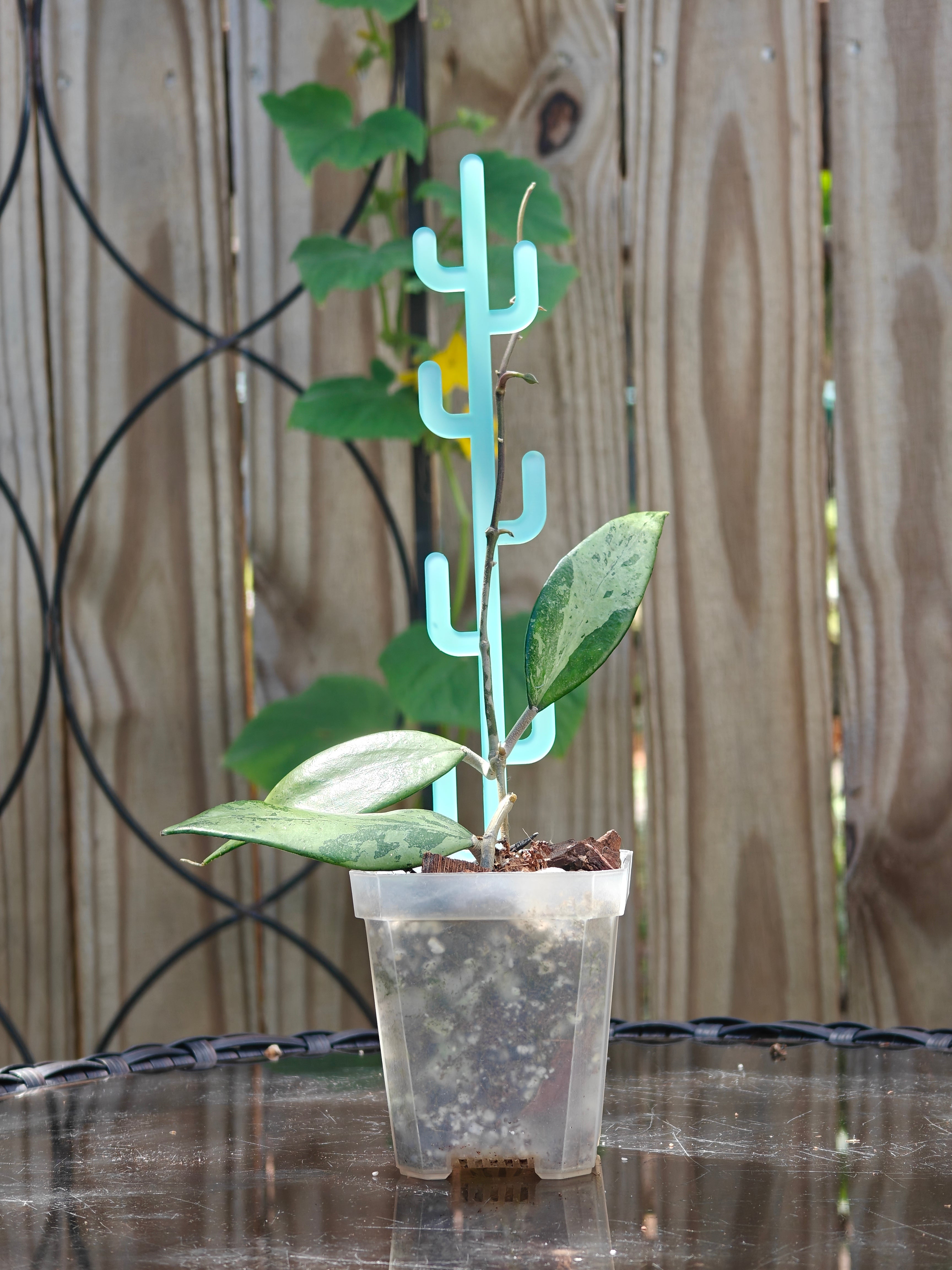 Small potted plant with a cactus-shaped support.