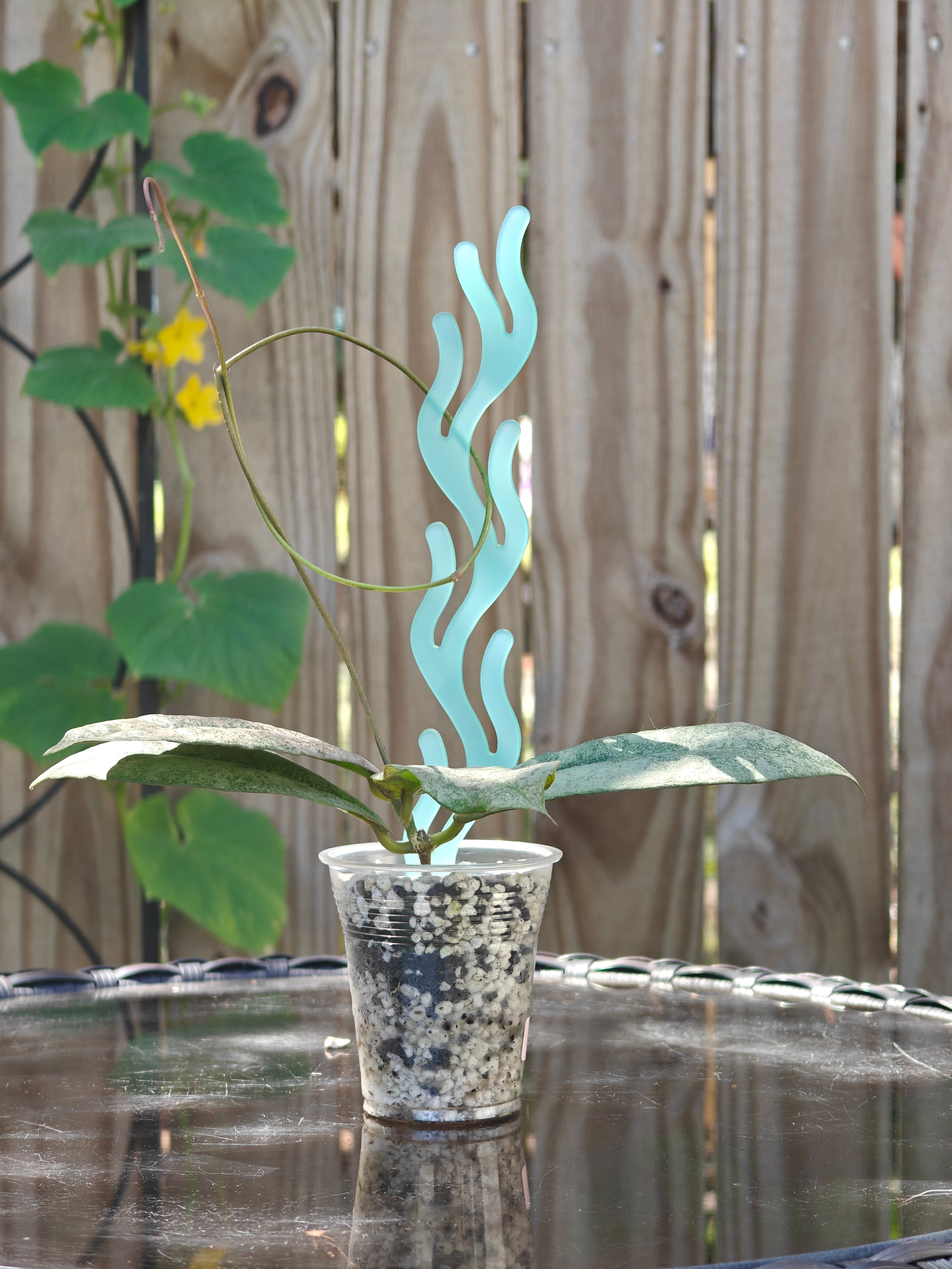Small potted hoya with decorative acrylic coral inspired trellis on a wooden surface