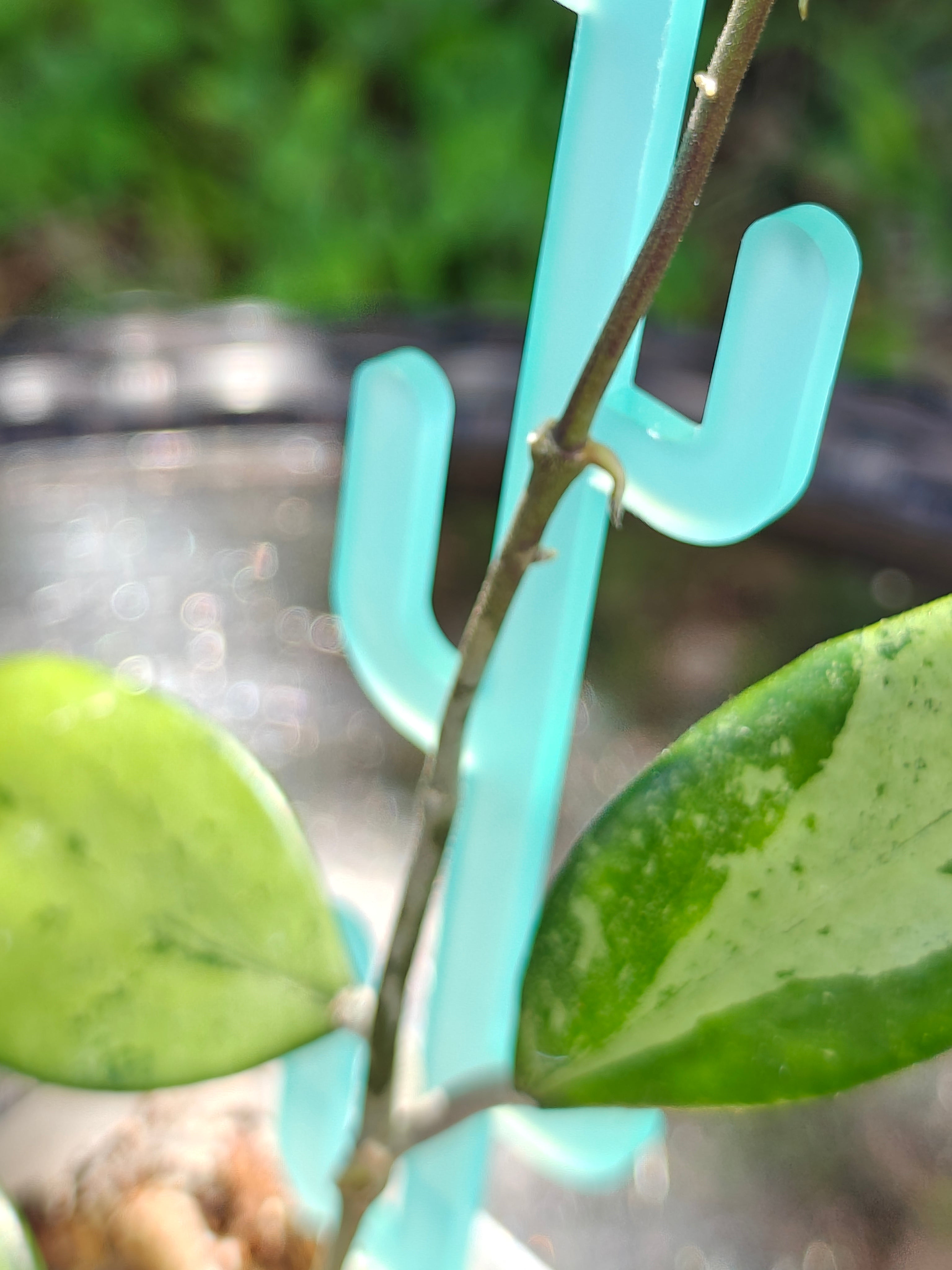 Close-up of a plant with a blue cactus trellis on a blurred background