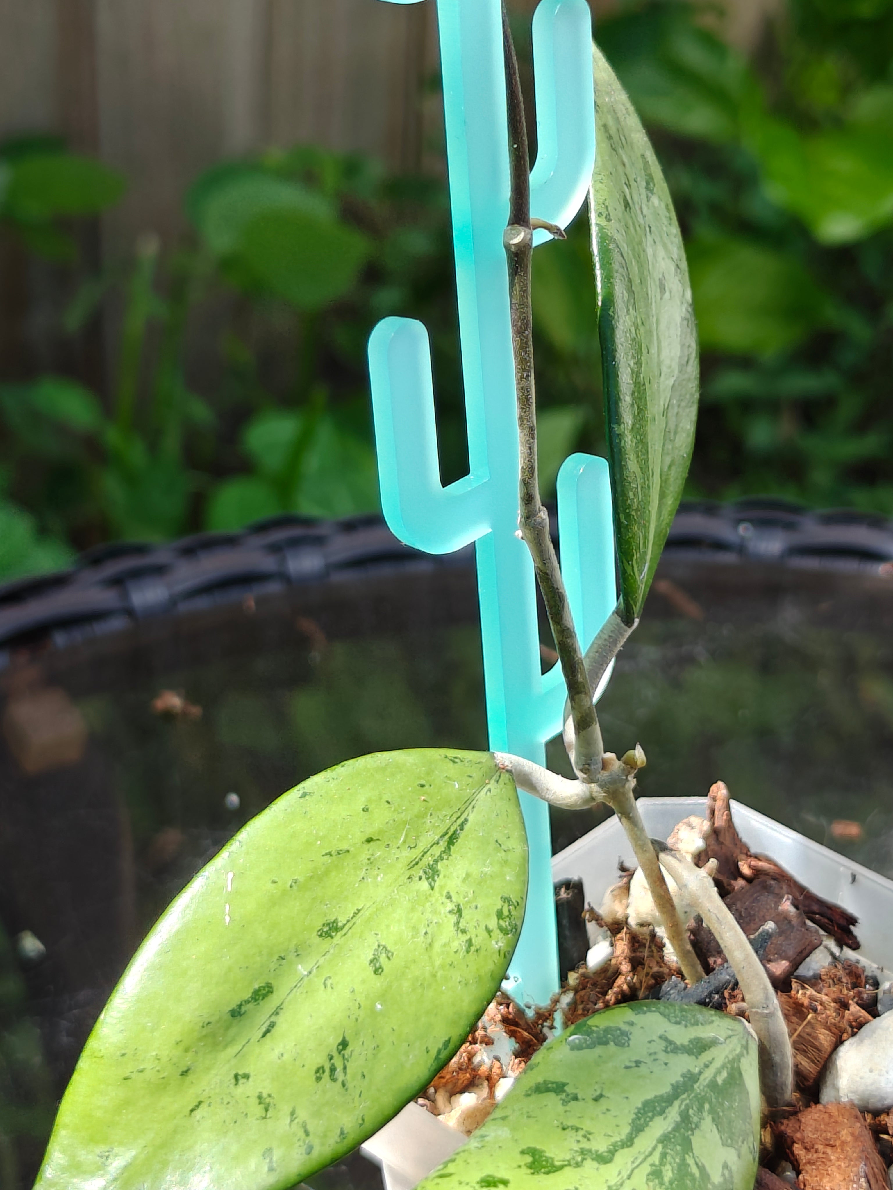 Green plant with a turquoise cactus-shaped support in a garden setting