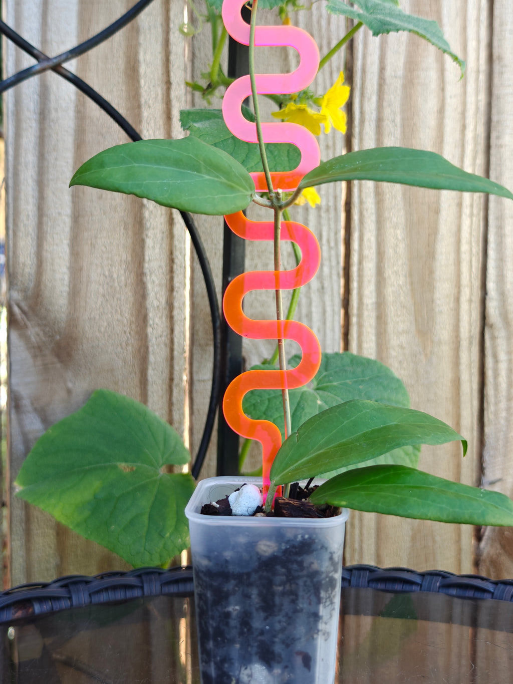 Hoya supported by colorful spiral stakes against a neutral background