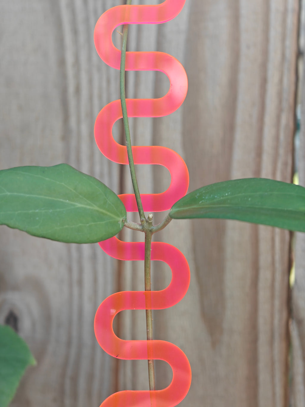 Pink wave decorative trellis on hoya with a wooden background