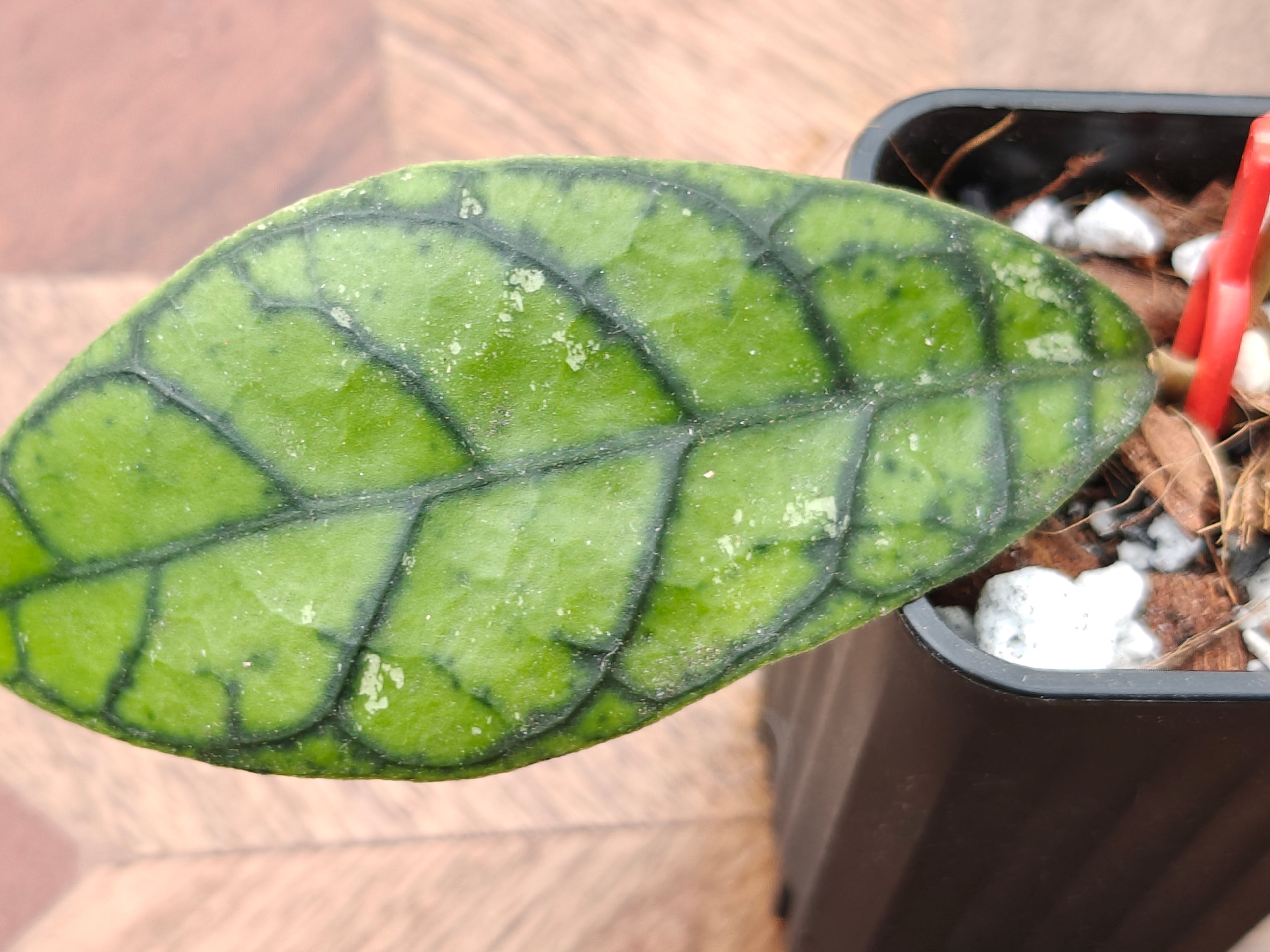 Hoya Callistophylla