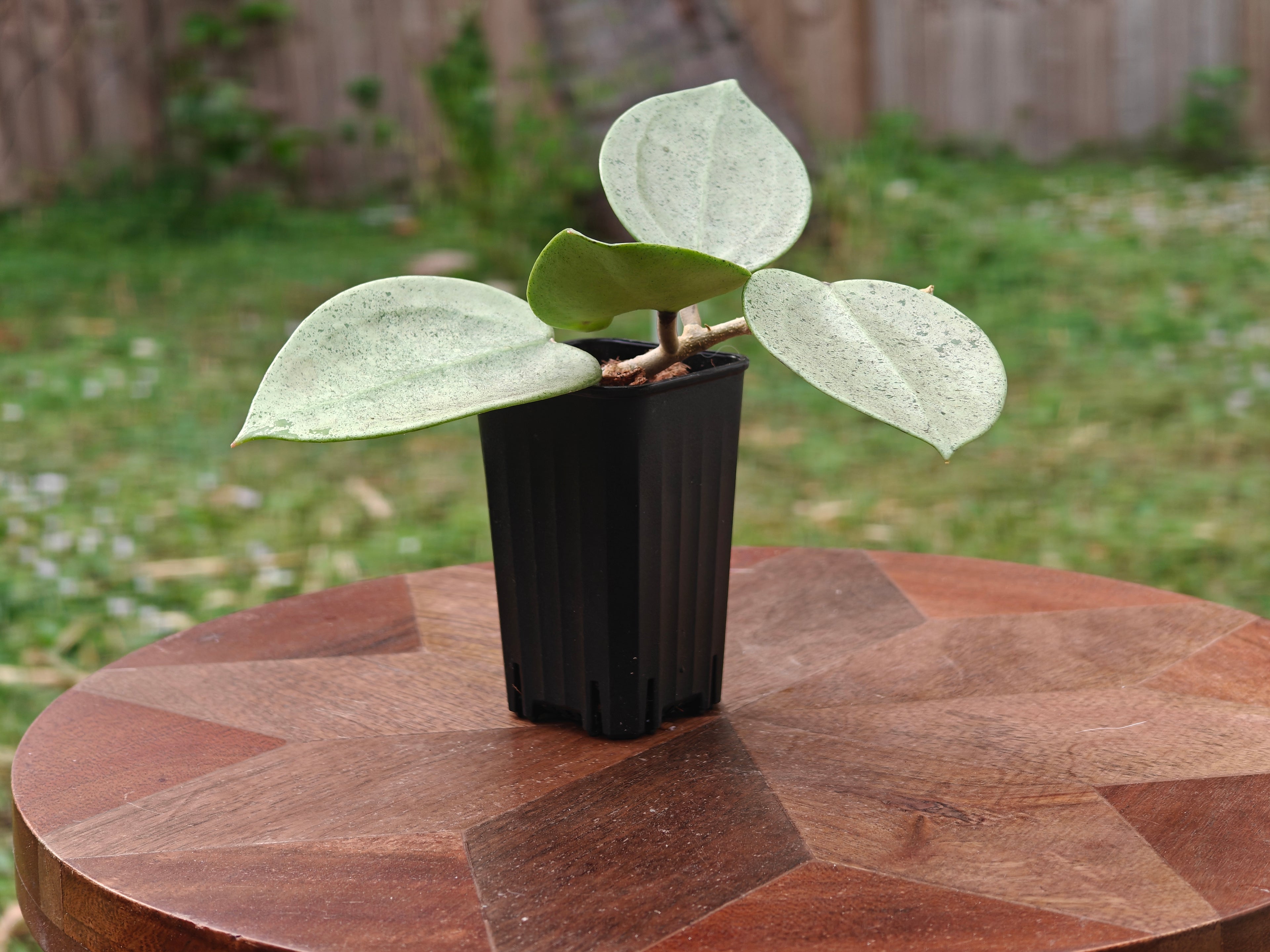 Hoya Verticillata (heart shape, silver)