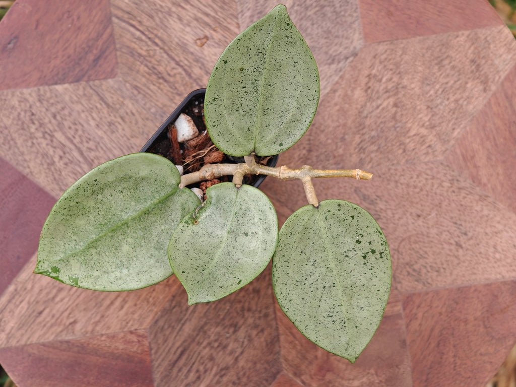 Hoya Verticillata (heart shape, silver)