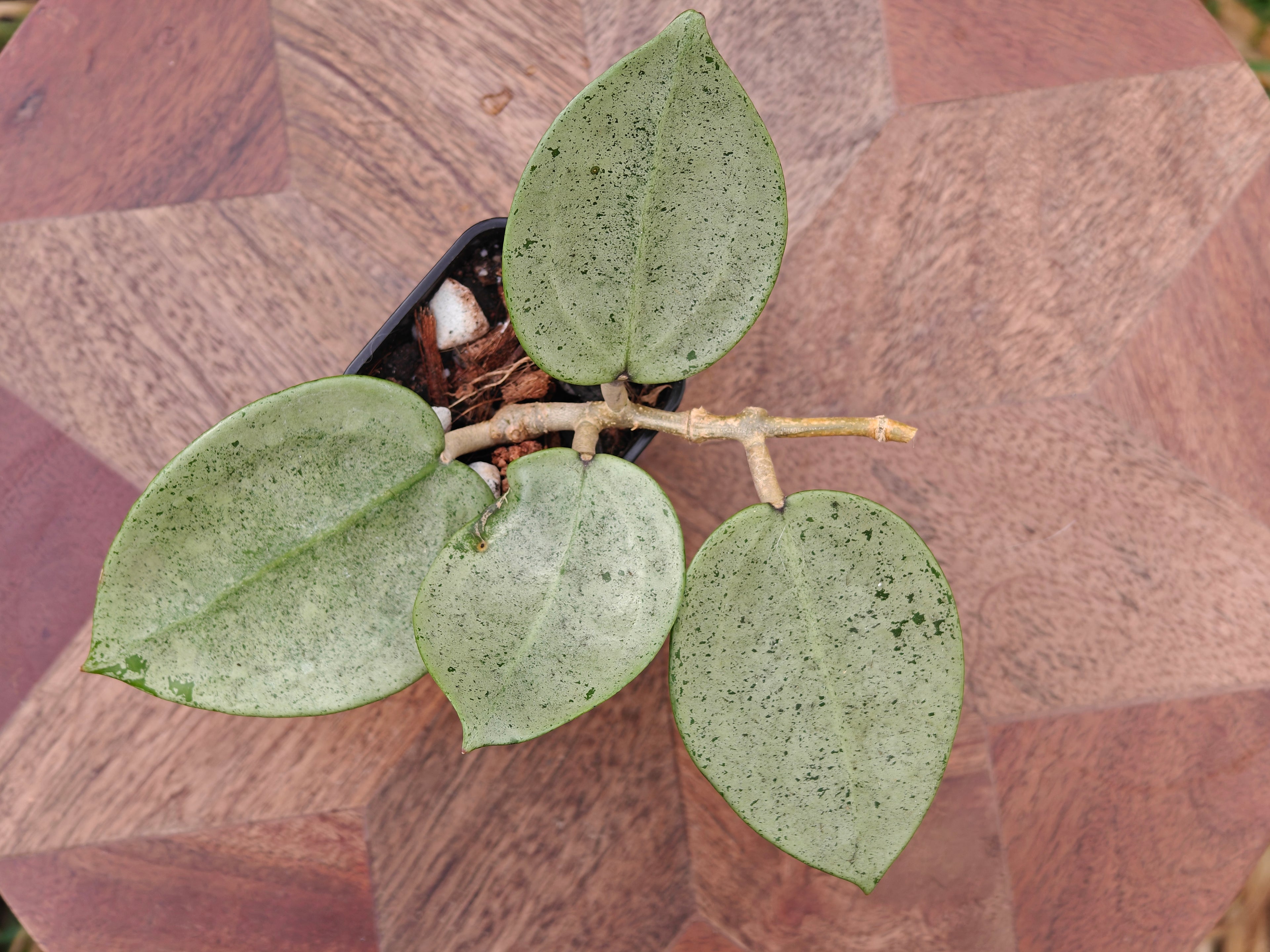 Hoya Verticillata (heart shape, silver)