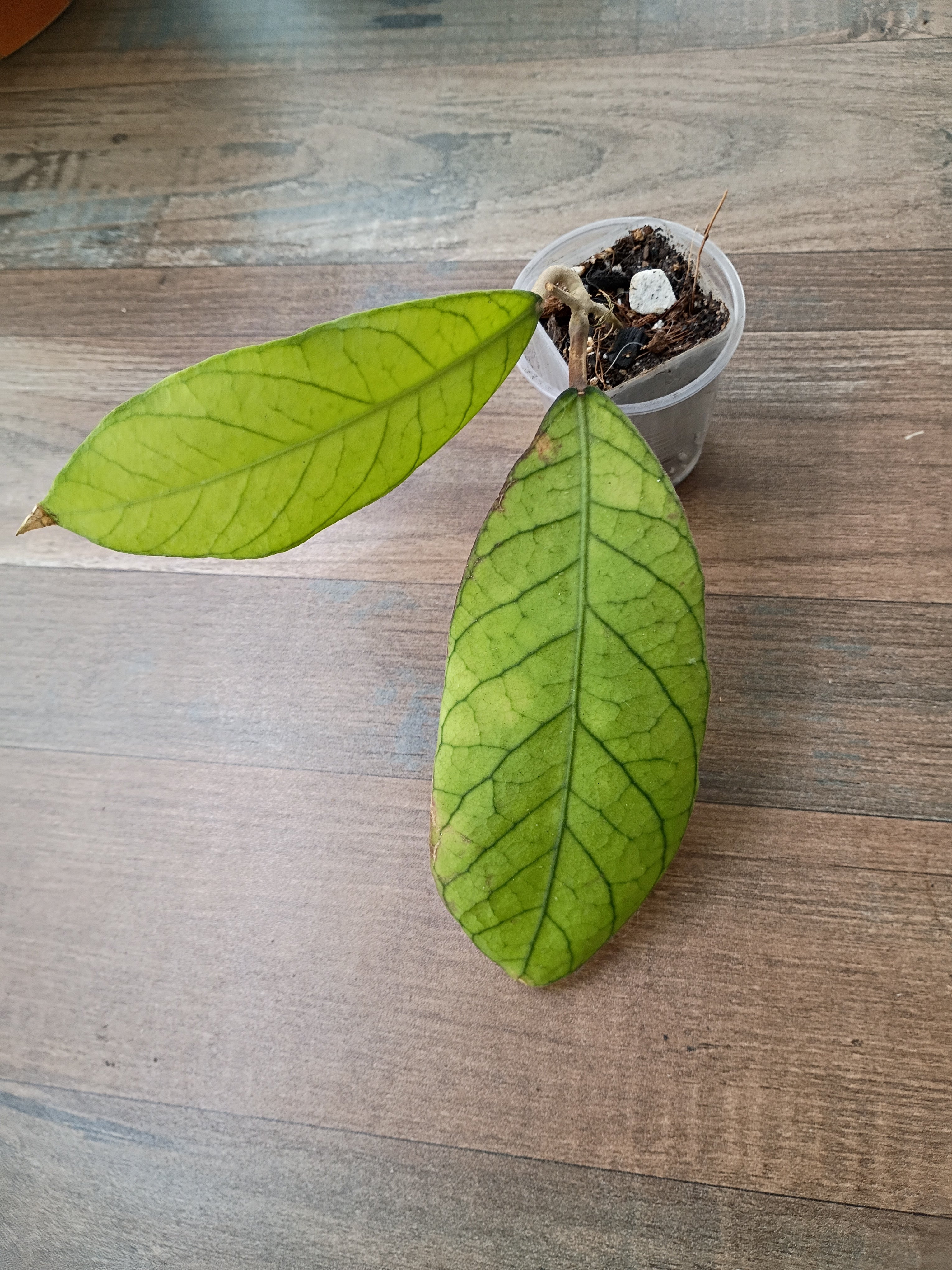 Hoya SP. Sabah (RB013)