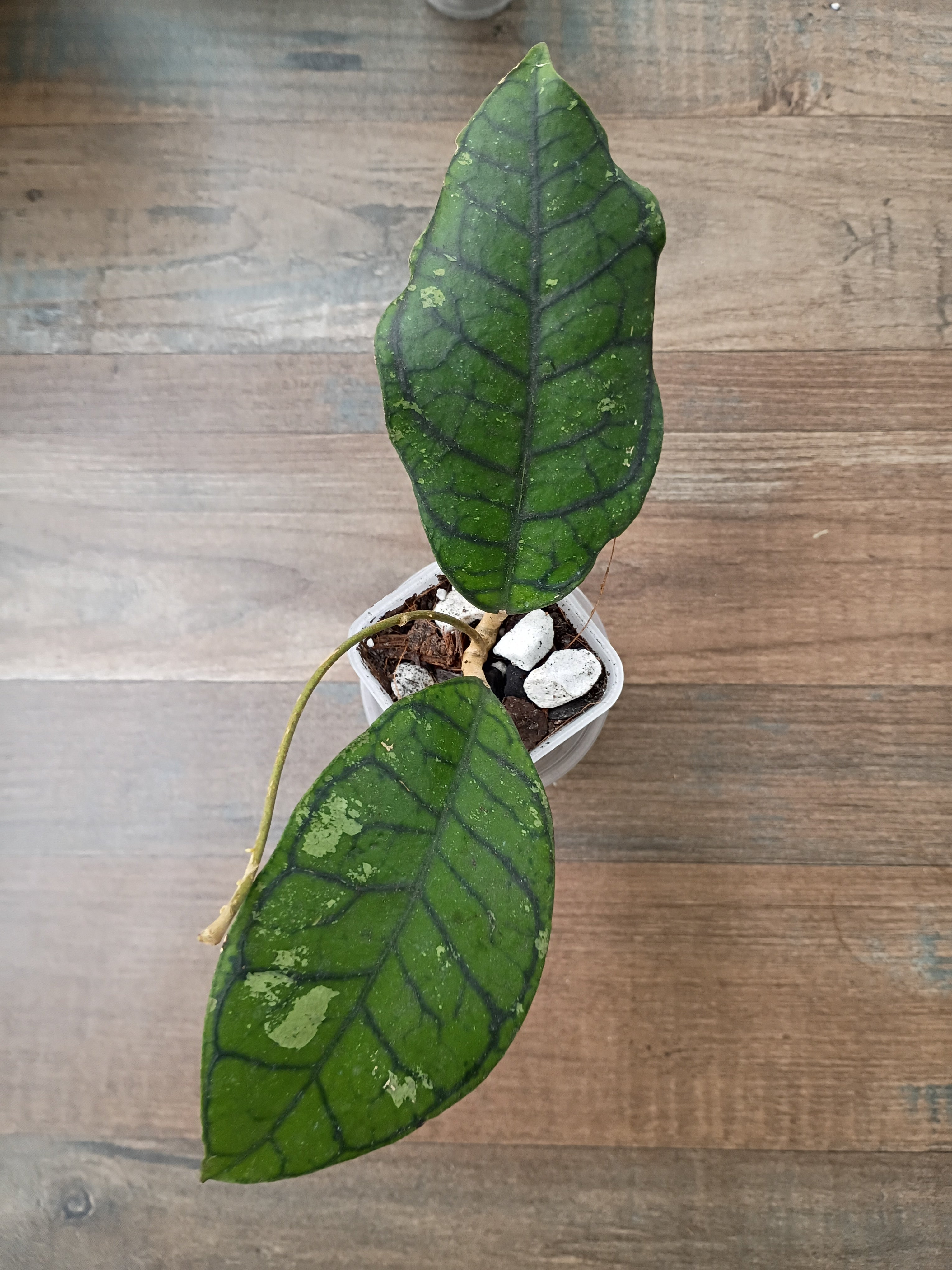 Hoya Callistophylla Vena