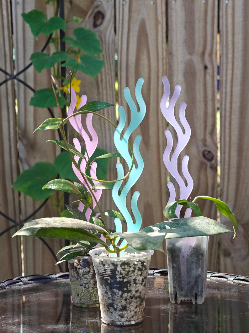 Hoyas in transparent pots with decorative coral plant stands against a wooden fence background