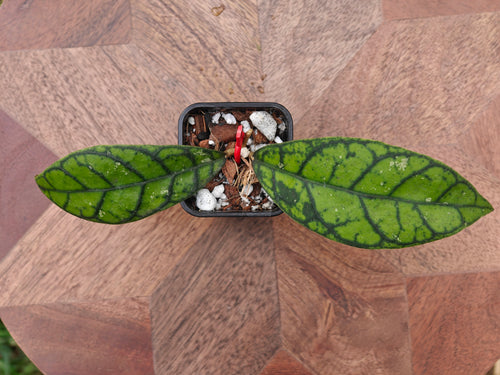 Hoya Callistophylla