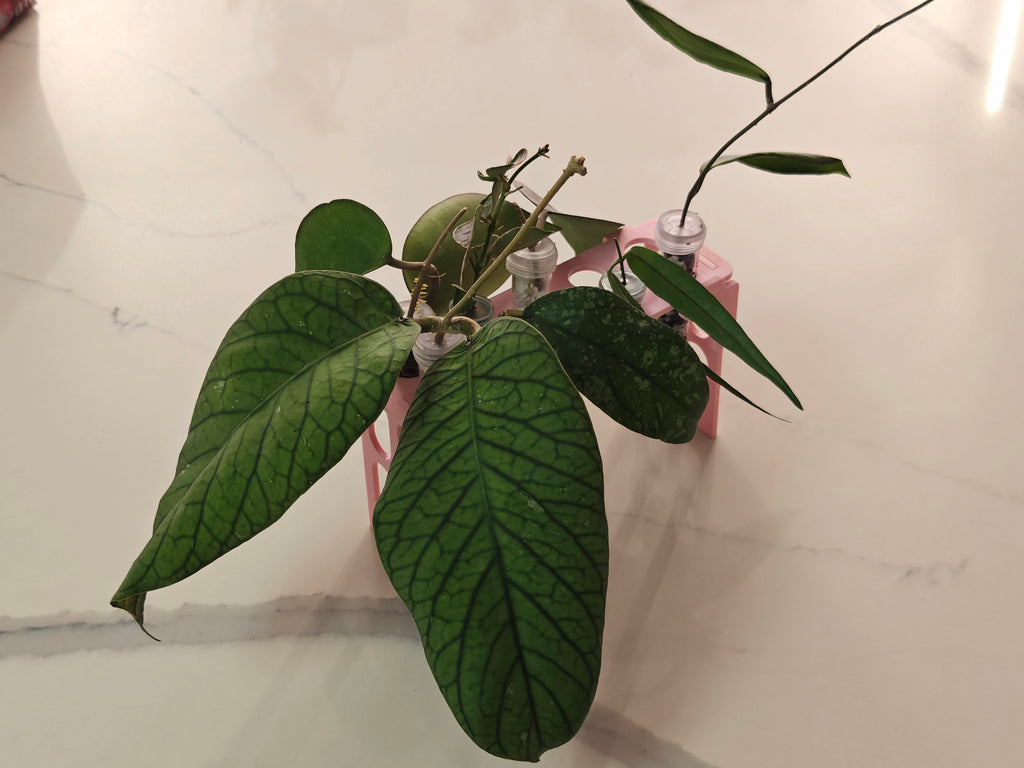 Prop Holder