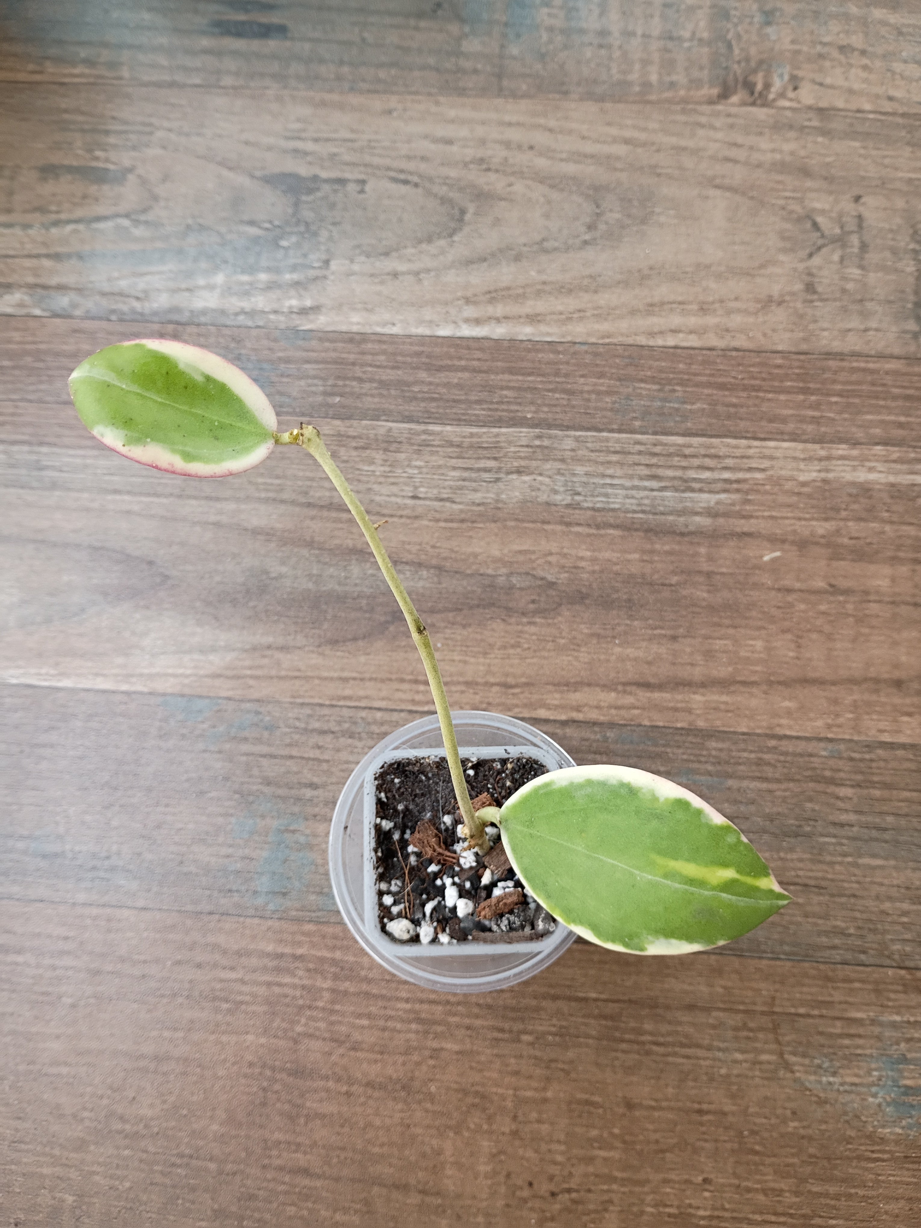 Hoya Parasitica Albo