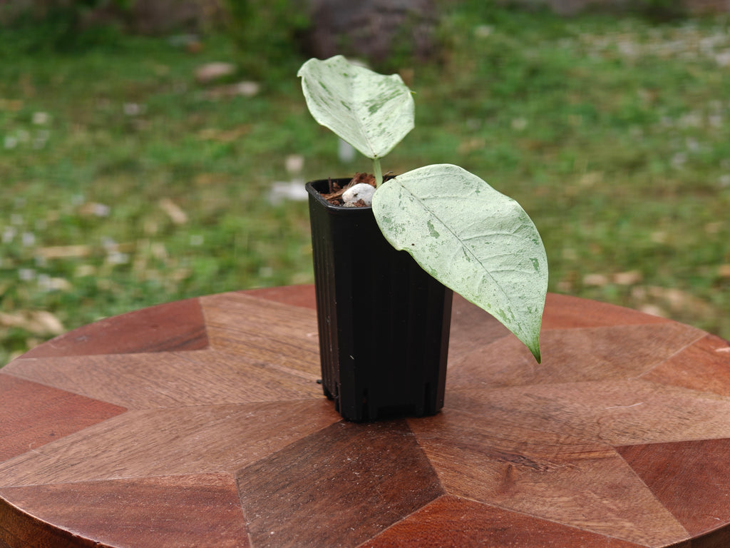 Hoya Coriacea Silver