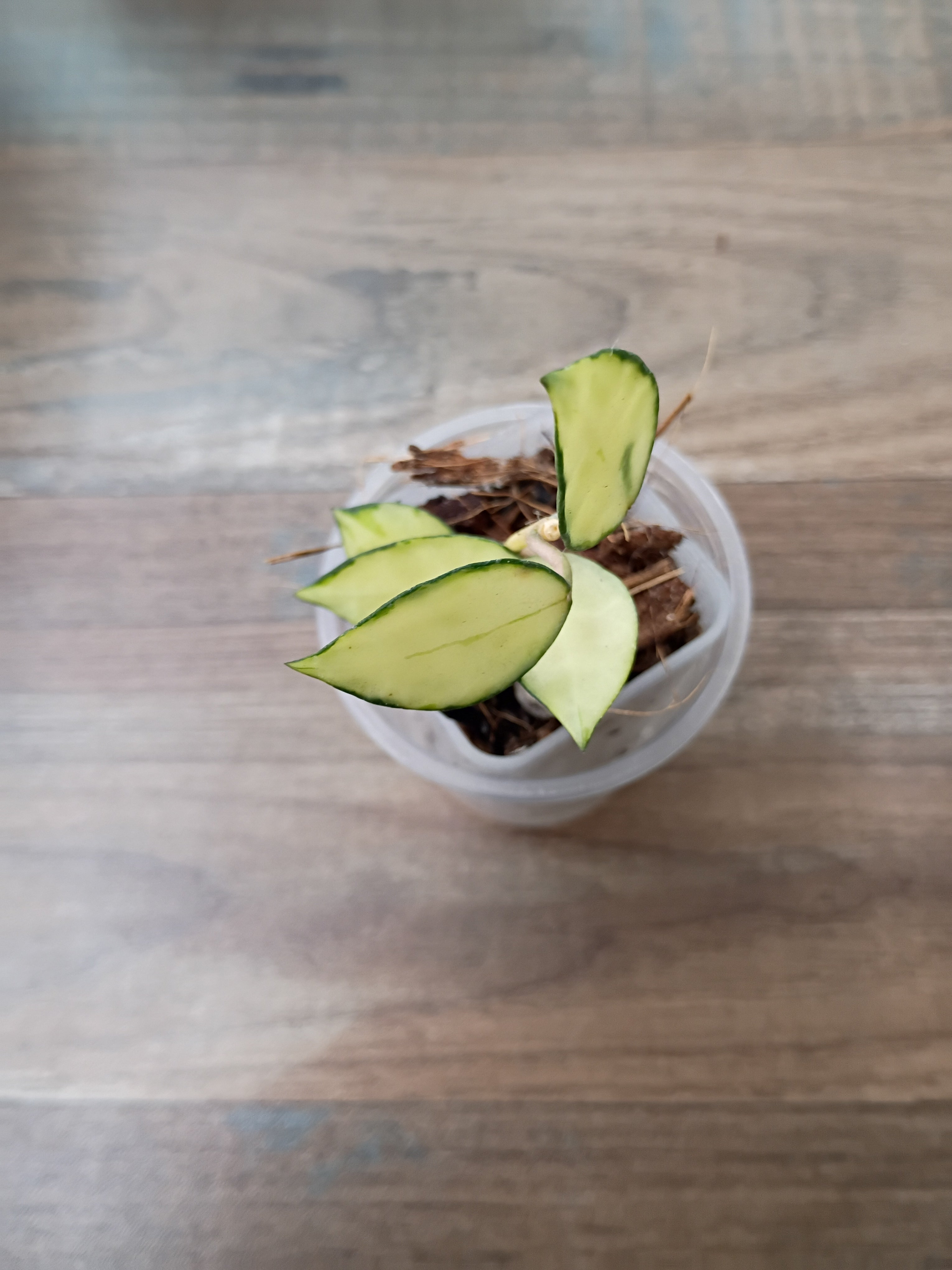 Hoya Lacunosa "Queen Midori"