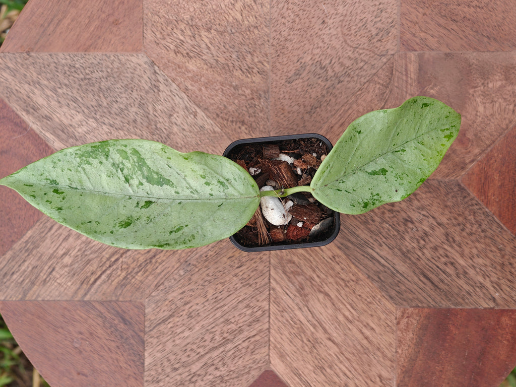 Hoya Coriacea Silver