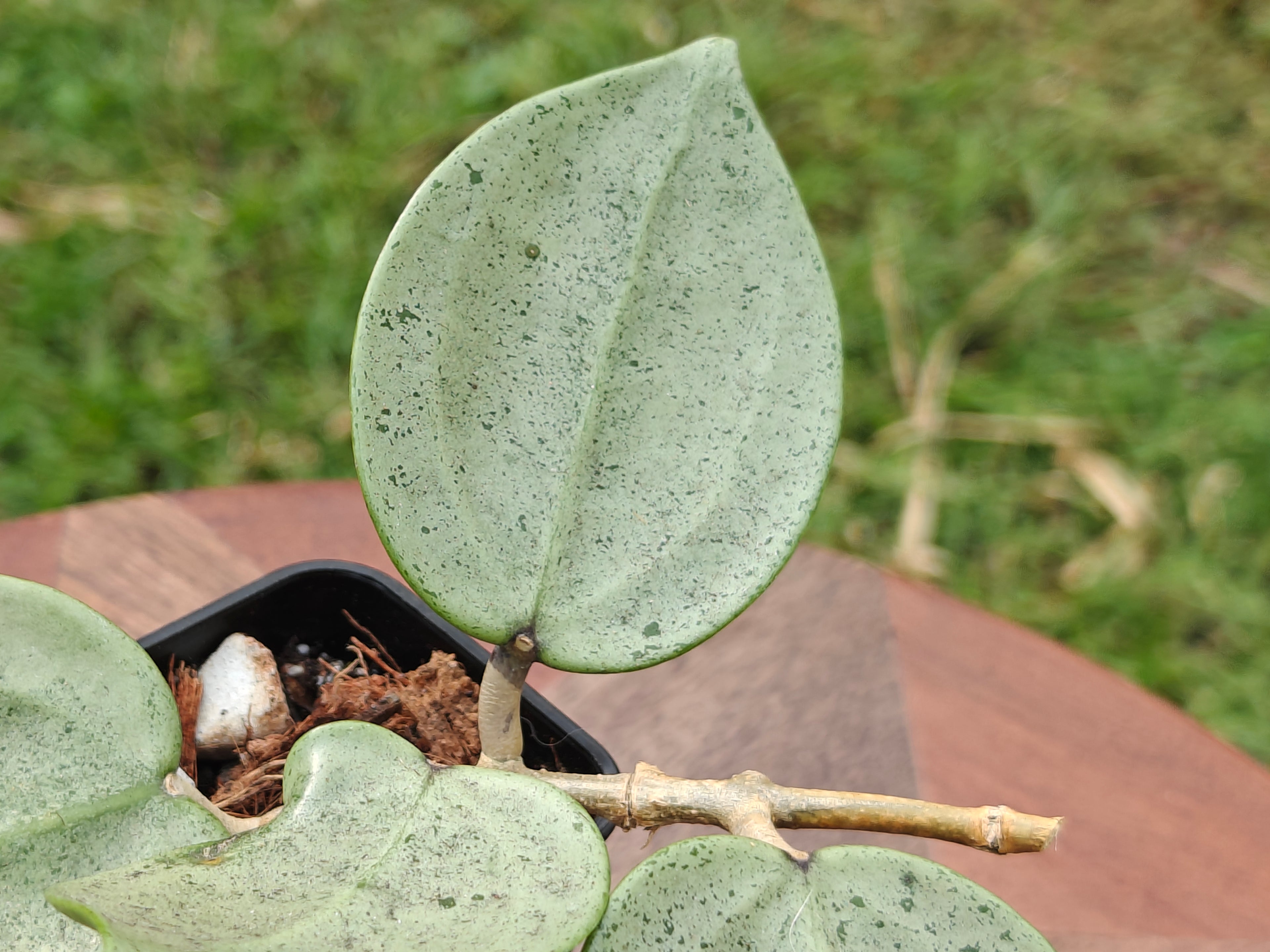 Hoya Verticillata (heart shape, silver)
