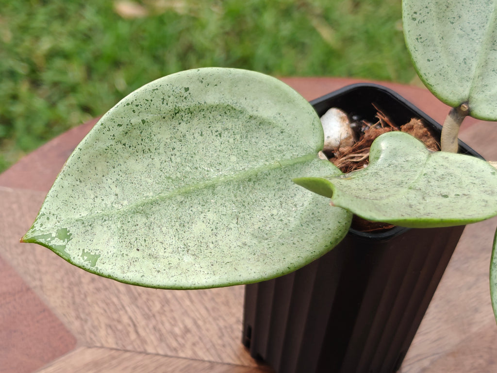 Hoya Verticillata (heart shape, silver)
