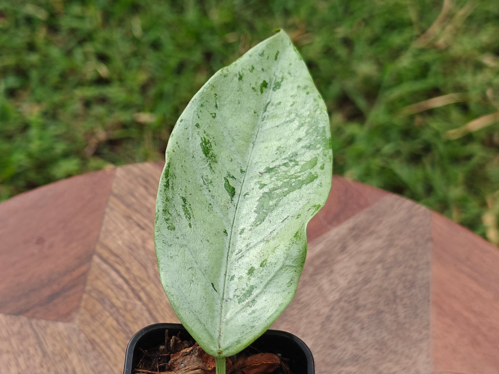 Hoya Coriacea Silver